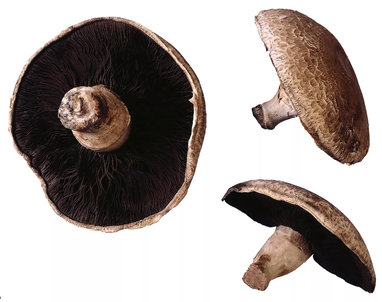 portobello mushrooms health benefits