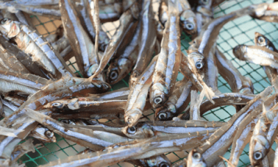 anchovies benefits
