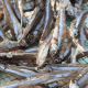 anchovies benefits