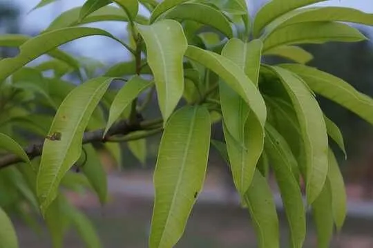 benefits of mango leaves sexually