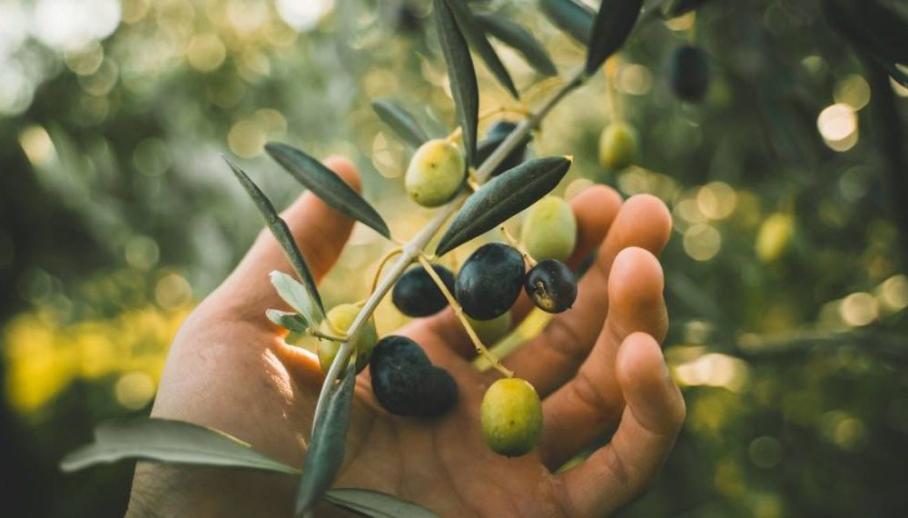 black olives benefits