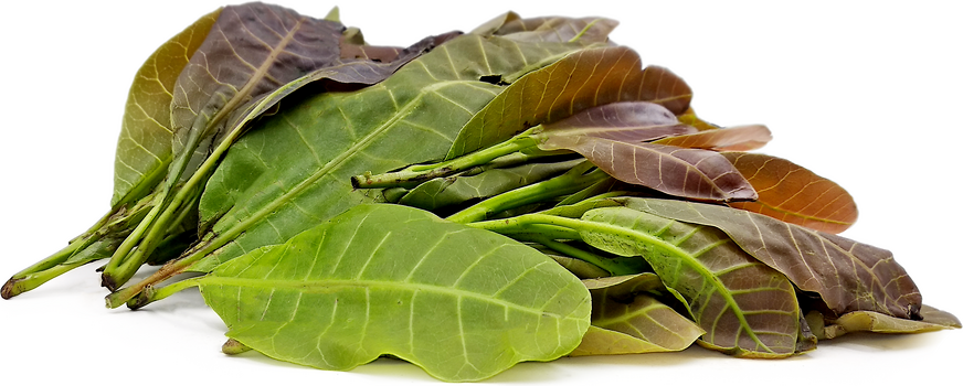 health benefits of cashew leaves