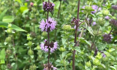 pennyroyal benefits