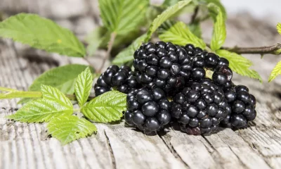 Discover the 15 Shocking Health Benefits Of Blackberry Leaves and side effects.