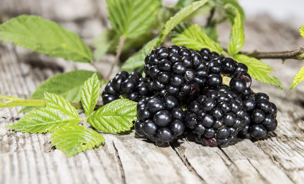 Discover the 15 Shocking Health Benefits Of Blackberry Leaves and side effects.