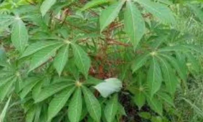 ogyama leaves for candidiasis