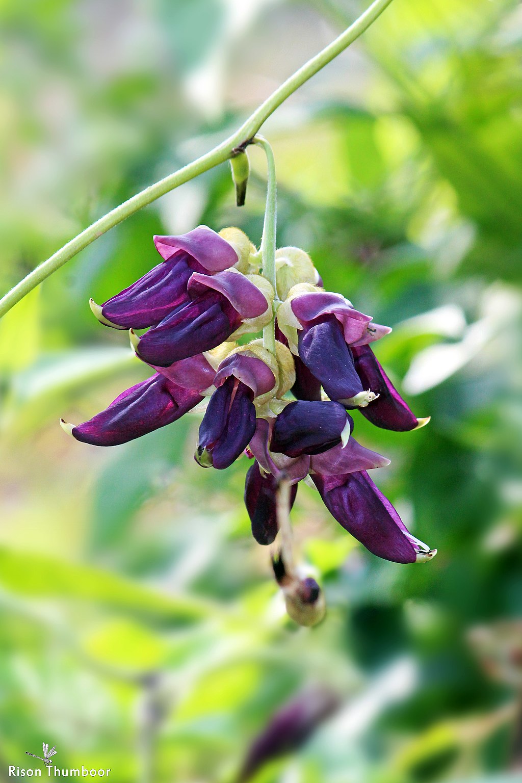 benefits of Mucuna Pruriens