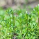 benefits of cleavers