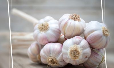 benefits of drinking garlic in hot water