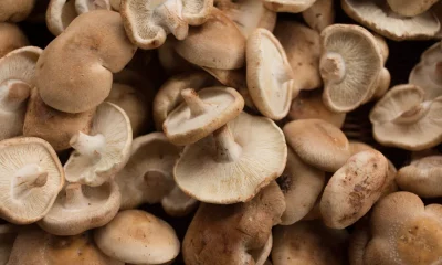 shiitake mushroom side effects