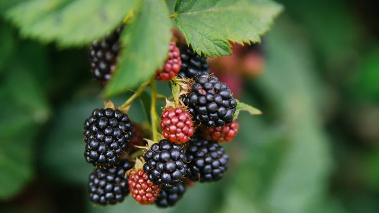 blackberry benefits and side effects