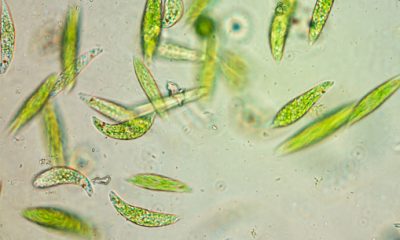 phytoplankton benefits