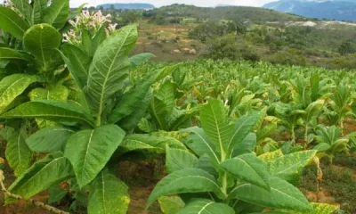benefits of tobacco plant