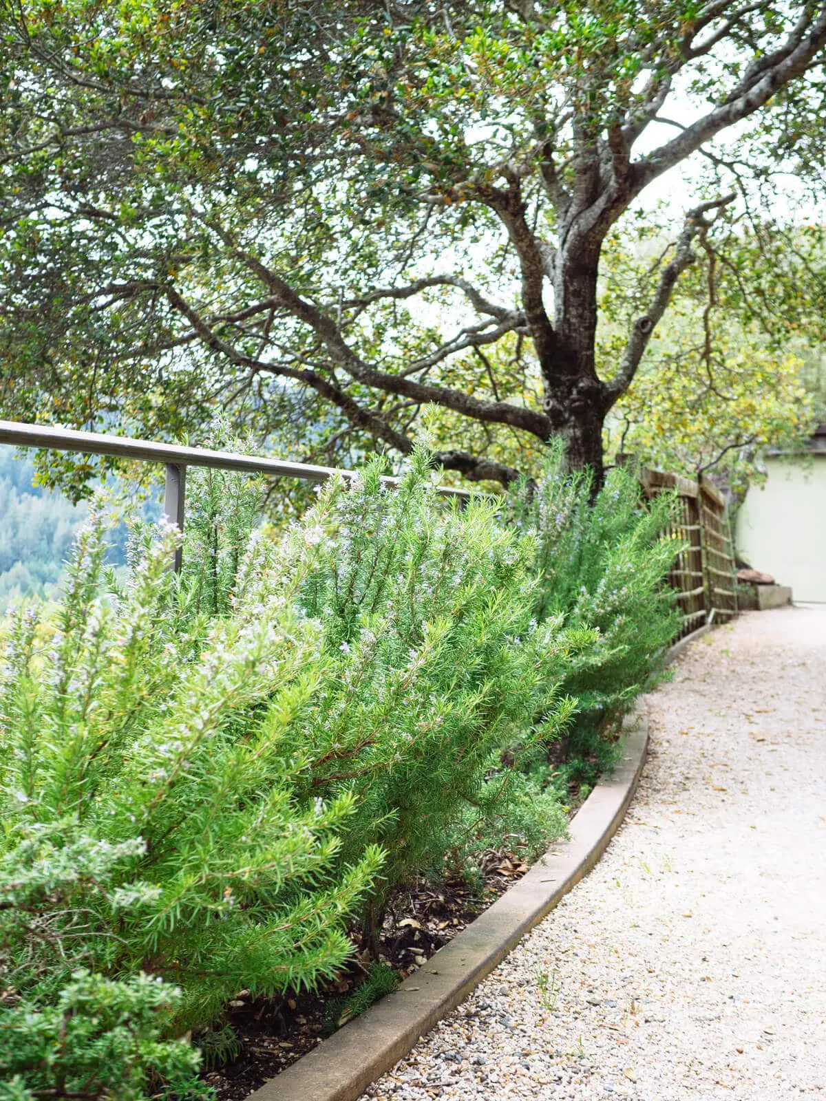 smelling rosemary increases memory