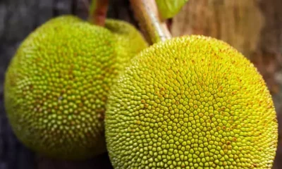 benefits of breadfruit leaf