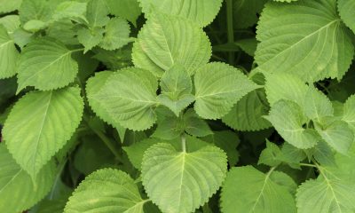sesame leaf health benefits
