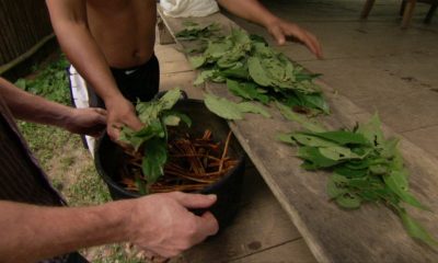 ayahuasca health benefits