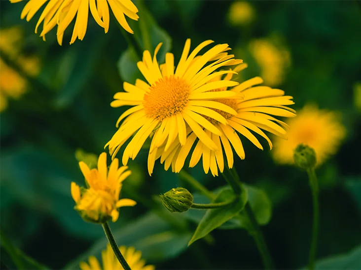 arnica tea side effects