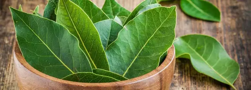 bay leaf tea side effects