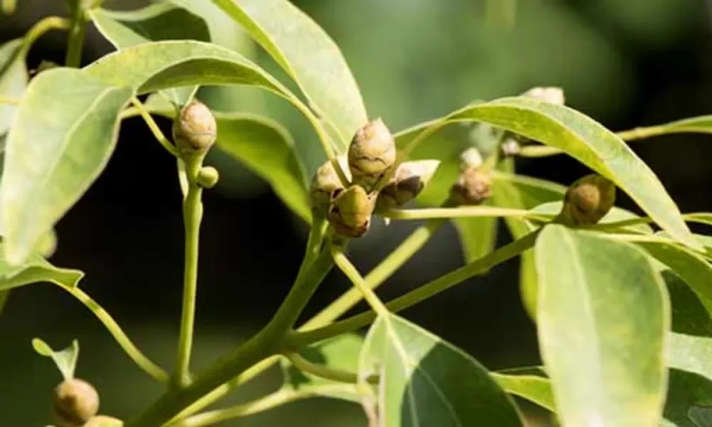 Camphor Health Benefits