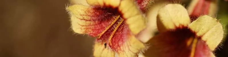 rehmannia benefits