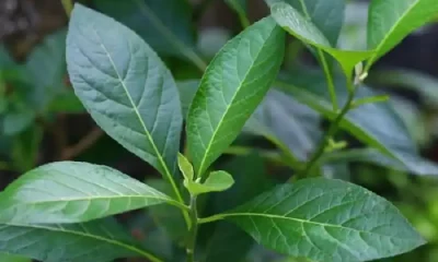bitter leaf benefits and side effects
