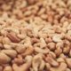 side effects of cashew nuts