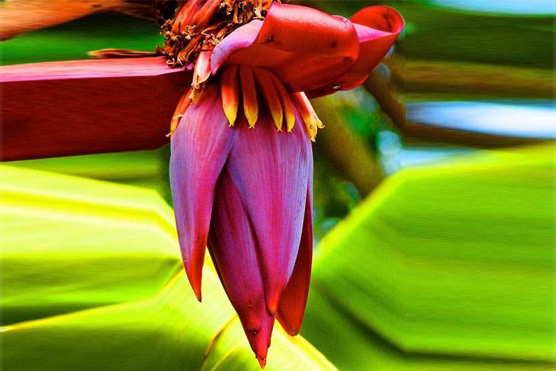 banana flower benefits