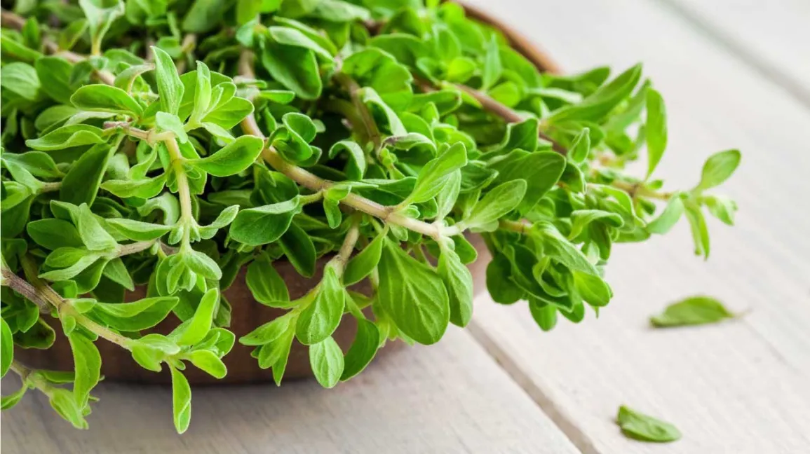 health benefits of marjoram