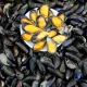 mussels benefits and side effects