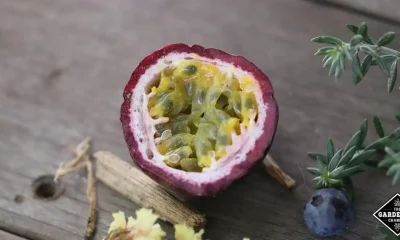 passion fruit leaves benefits