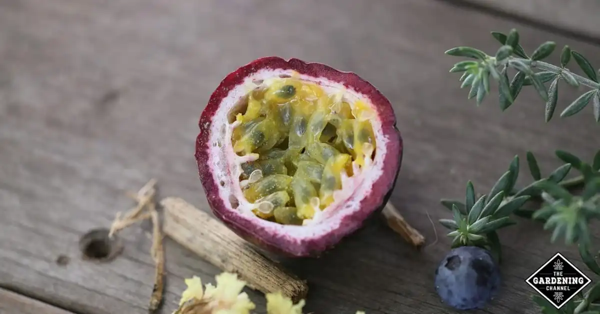 passion fruit leaves benefits