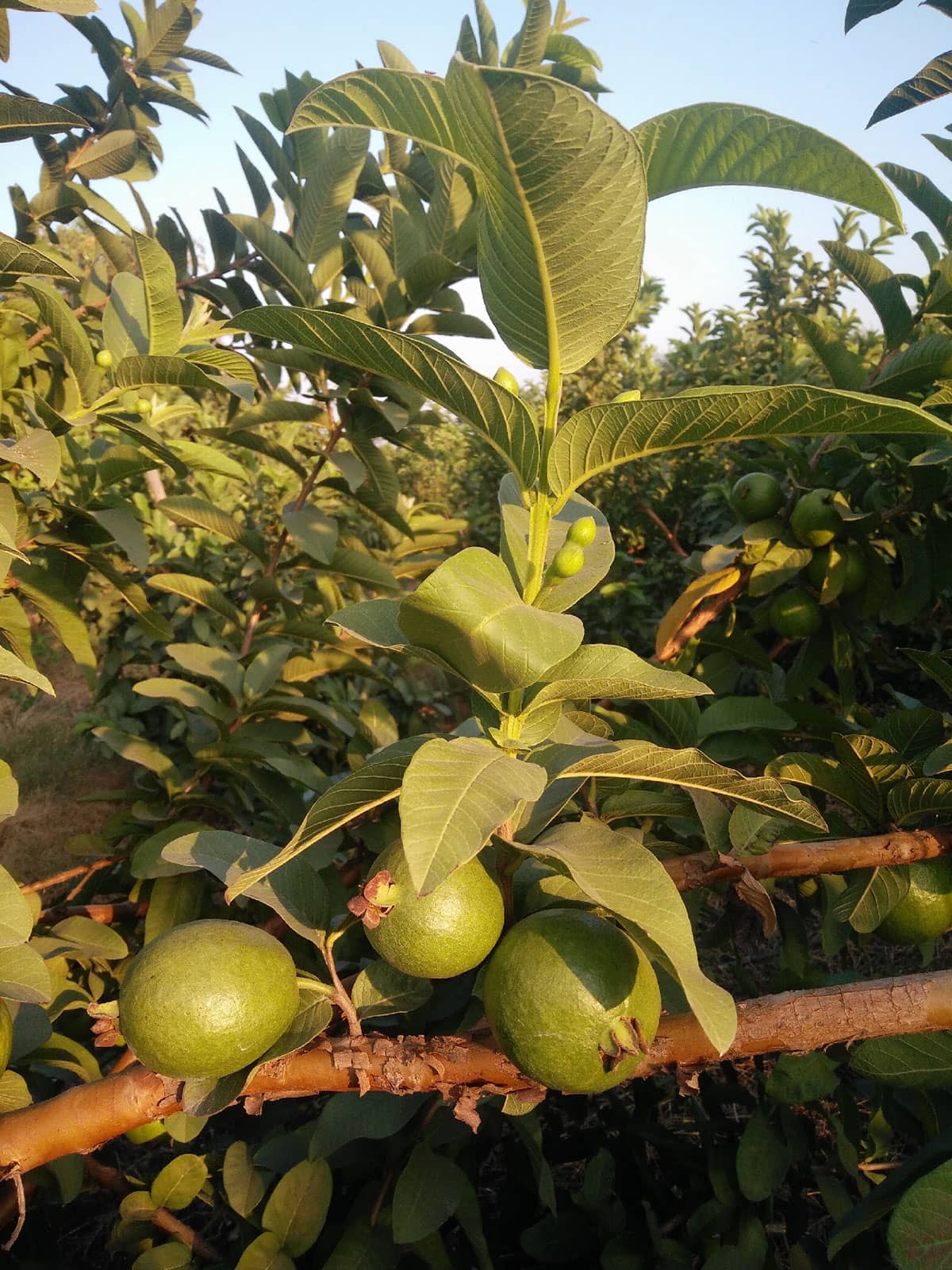 feijoa benefits